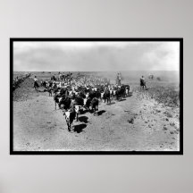 Texas nötkreatur kör print