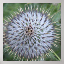 Thistle Print