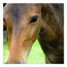 Thoroughbredvalinbjudan