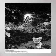 Tidepool vid Ansel Adams Print