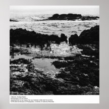 Tidepools Bodegastation av Ansel Adams Posters