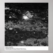 Tidepools Bodegastation av Ansel Adams Print
