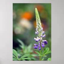 Tidig sortLupine Affischer
