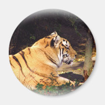 Tiger_1001 Magnet För Kylskåp