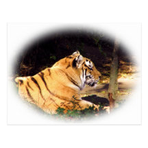 Tiger_1001 Vykort