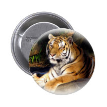 Tiger_1151 Knappar Med Nål