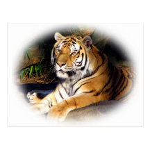 Tiger_1151 Vykort