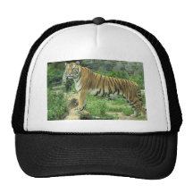 Tiger-Bäst foto Baseball Hat