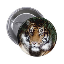 Tiger Buttons