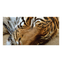 Tiger Fotokort Mall