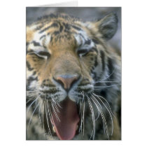 Tiger kort