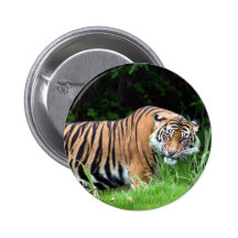 Tiger Knapp