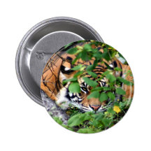 Tiger Knappar