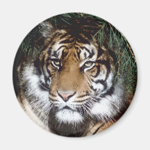 Tiger Kühlschrankmagnete