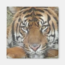 Tiger Kylskåpmagneter