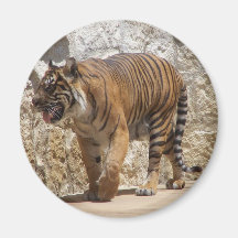 Tiger Kylskåpsnagnet