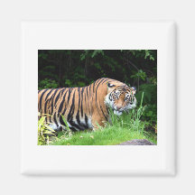 Tiger Kylskåpsnagnet
