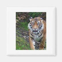 Tiger Magnet För Kylskåp