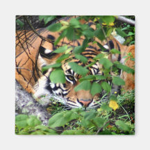 Tiger Magnet För Kylskåp