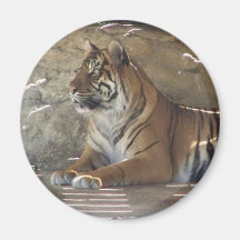 Tiger Magneter
