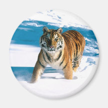 tiger magneter för kylskåp