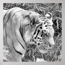 Tiger på kringstrykandet affischer