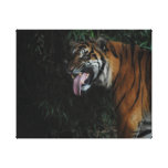 Tiger på zooen canvasdukar med gallerikvalitet