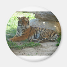 Tiger, Royal Bengal Tiger Magnets