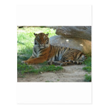 Tiger, Royal Bengal Tiger Postkarten