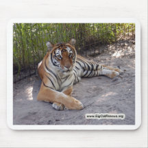 Tiger Sarmoti Musmatta