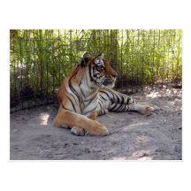 tiger-sermonti-001 vykort