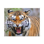 Tiger slågen in kanfas sträckt kanvastryck