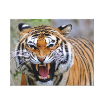 Tiger slågen in kanfas sträckt kanvastryck