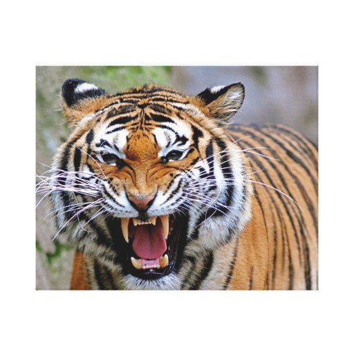 Tiger slågen in kanfas sträckt kanvastryck