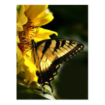Tiger Swallowtail Vykort