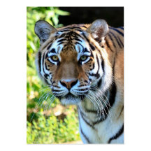 Tiger Visitenkarten Vorlagen