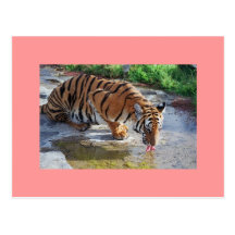 TIGER VYKORT
