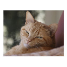 Tiger Vykort