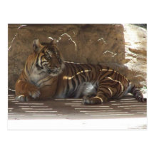 Tiger Vykort
