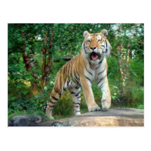 tiger vykort