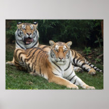 TigerDuo Posters