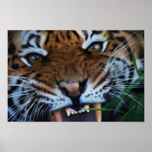 Tigerhuggtandaffisch
