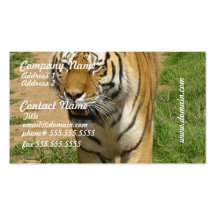 Tigerkringstrykandevisitkortar