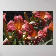 Tigerliljar Print