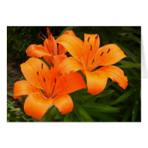 Tigerlily 2 kort