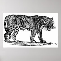 Tigern Affisch