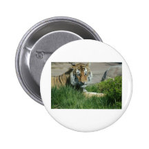 Tigern poserar knapp