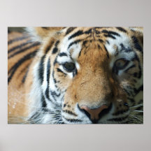 Tigern synar affischer