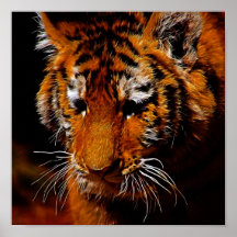 Tigerögaaffisch