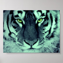 Tigerögon Affisch